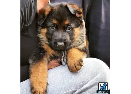 a german shepherd dog sitting on a persons lap
